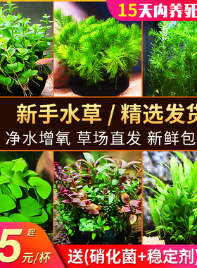 鱼缸中后景水草活体淡水懒人造景红波绿菊蜈蚣绿宫廷坨草沉木水榕