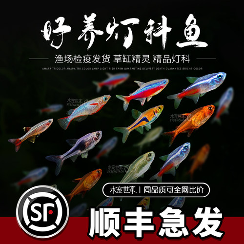 灯科鱼红绿灯热带观赏鱼宝莲灯鱼