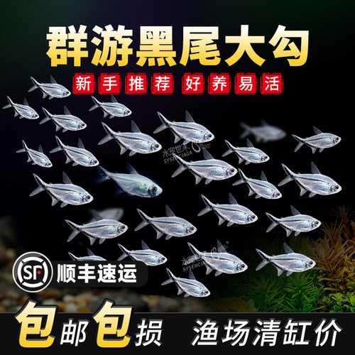 黑尾打钩热带观赏鱼草缸群游鱼