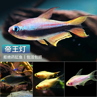黄金帝王灯鱼稀有帝王灯黑帝王水草缸混养群游热带淡水观赏灯科鱼