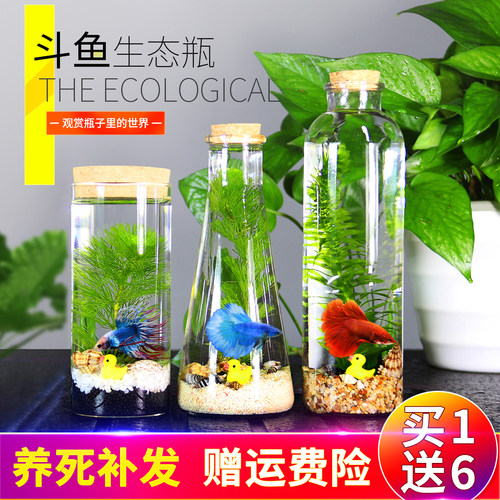 生态瓶鱼微景观免换水活体专用缸