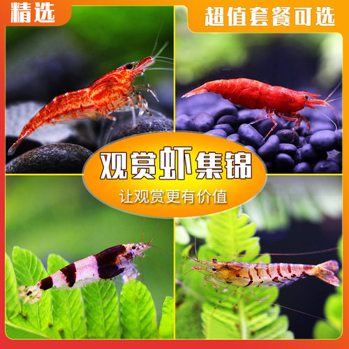 冷水观赏虾活体除藻黑壳虾清洁虾