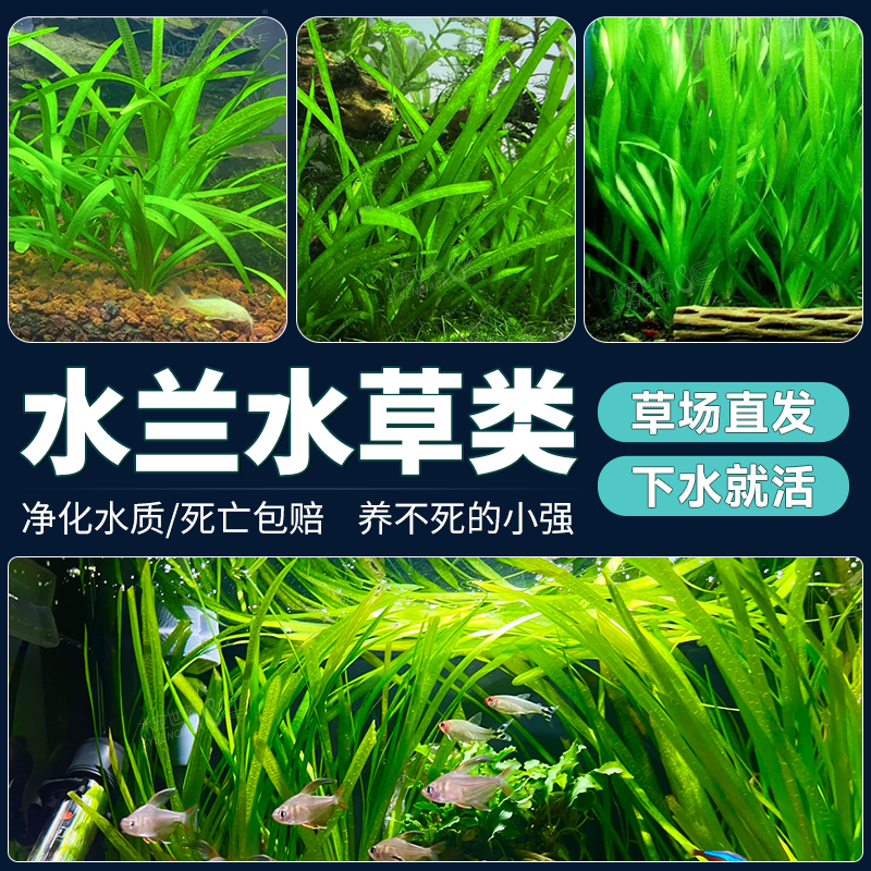 水兰水草大小水兰扭兰龙舌兰细叶水韭菜阴性前后景新手鱼缸造景