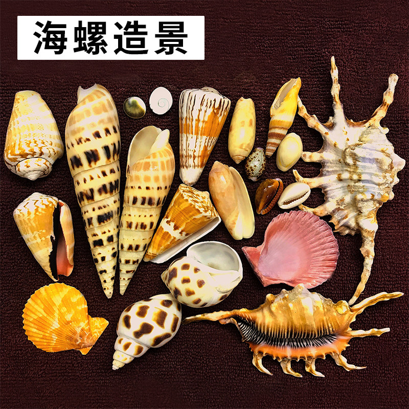 天然海螺贝壳鱼缸水族箱造景装饰红口大笋蜘蛛螺榧螺芋螺扇贝摆件_虎窝淘