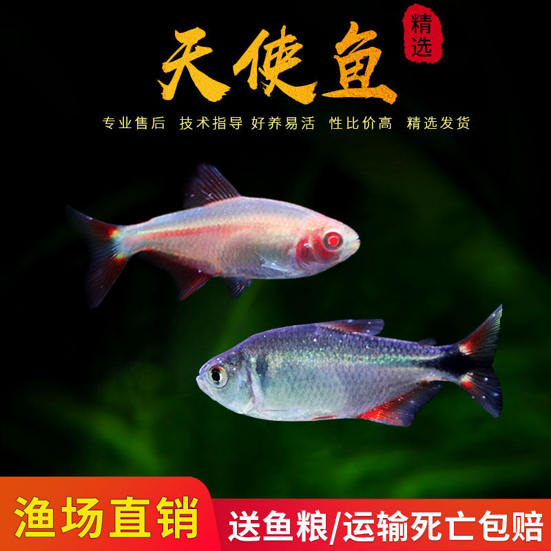 冷水观赏鱼活体红眼天使黑眼天使淡水鱼小型观赏鱼不加温天使鱼
