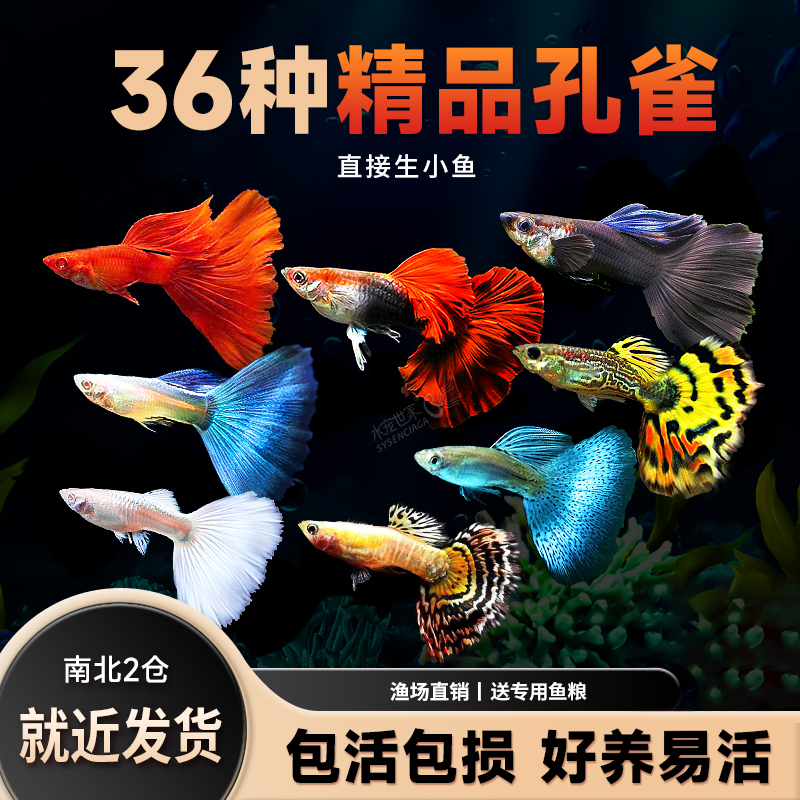 活体热带观赏鱼孔雀鱼黄白金礼服
