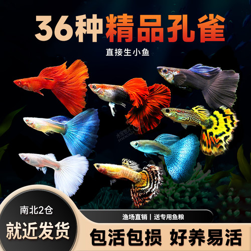 活体热带观赏鱼孔雀鱼黄白金礼服