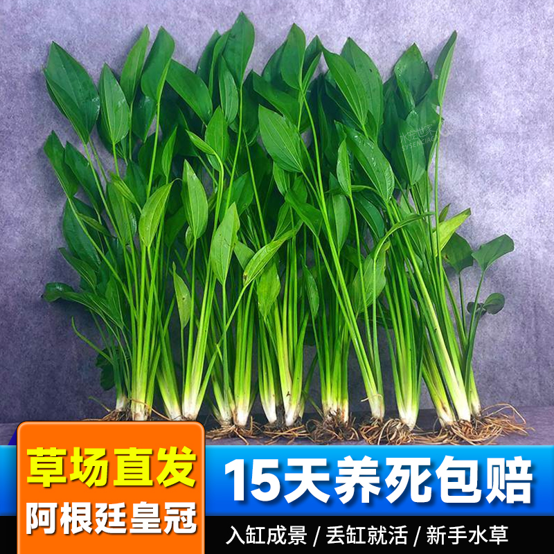 阿根廷皇冠鱼缸造景九冠水草