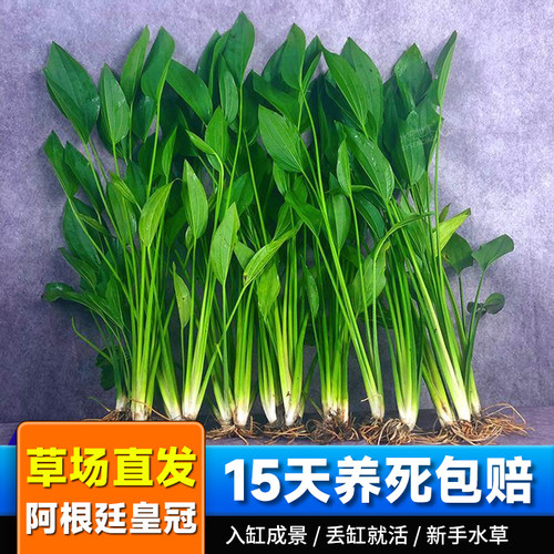 阿根廷皇冠鱼缸造景九冠水草