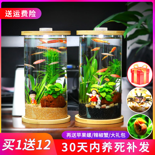 生态瓶小鱼微景观DIY作业免换水