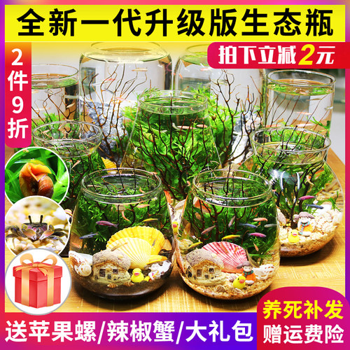观赏生态瓶微景观diy免打理