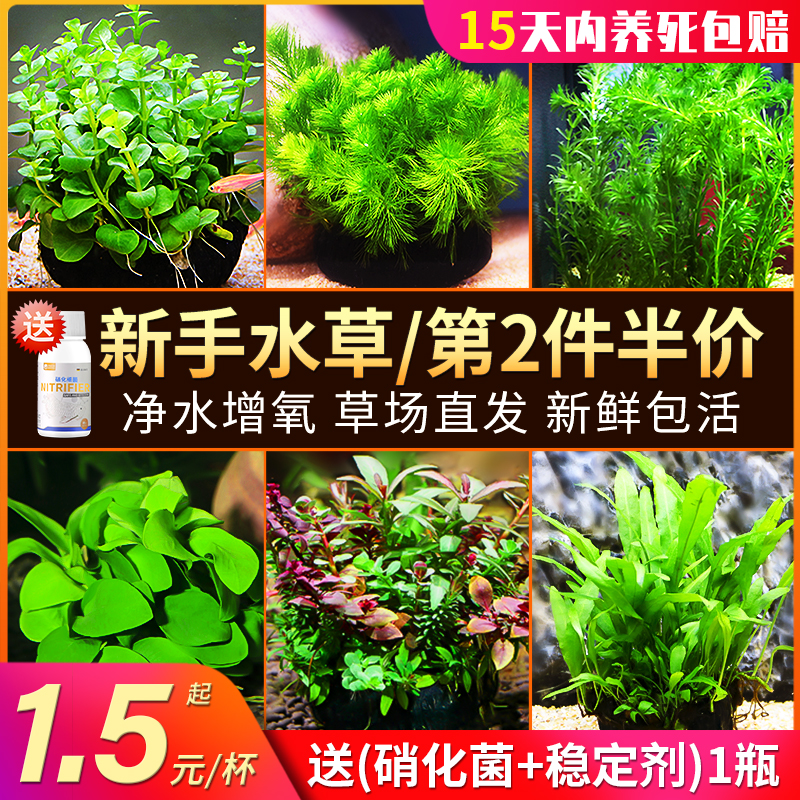 鱼缸中后景水草活体淡水懒人造景红波绿菊蜈蚣绿宫廷坨草沉木水榕