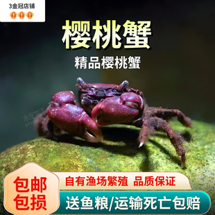 迷你樱桃蟹小型观赏蟹深水蟹辣椒蟹温顺长不大小型淡水蟹溪蟹螃蟹