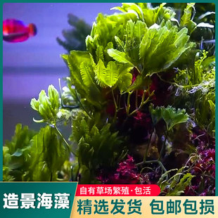 海缸高等藻净化水质红葡萄藻钢丝藻羽毛藻海水缸海藻活体大葡萄藻