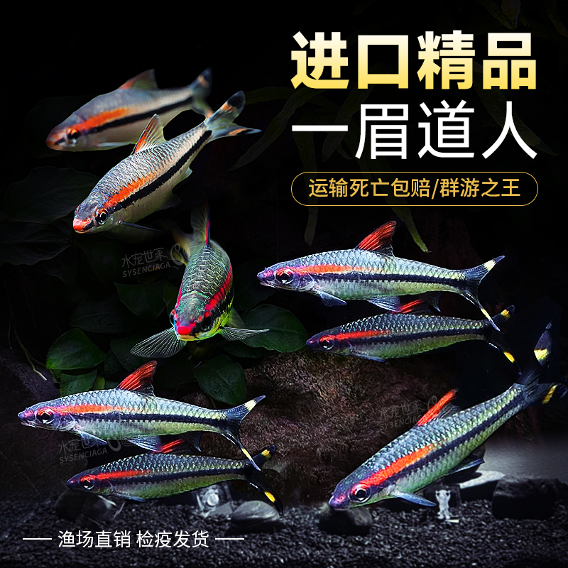 宠物观赏一眉道人鱼活体热带草缸