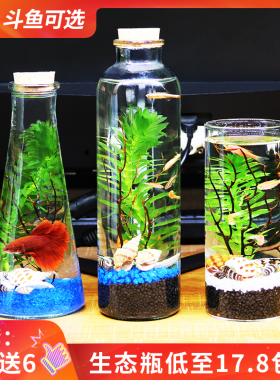 斗鱼活体生态瓶鱼活体免换水族免打理斗鱼缸桌面迷你微景观造景