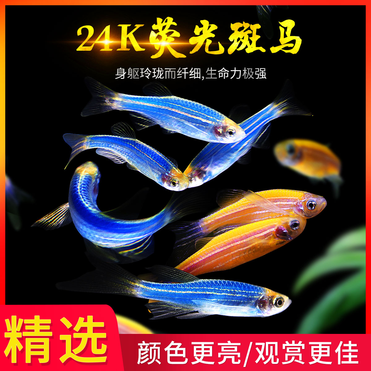 蓝宝石琴尾鳉鱼 埃氏旗鳉鱼百科图片 饲养繁殖 雌雄鉴别 Sbike