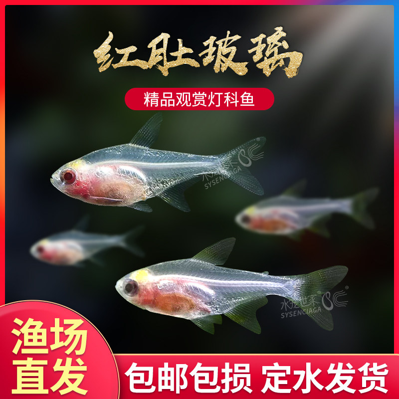 红肚玻璃灯白肚玻璃热带观赏鱼草缸群游鱼透明霓虹七彩拉拉黄扯旗,宠物/宠物食品及用品,鱼,淘宝优惠券,粉丝福利购,淘宝优惠卷