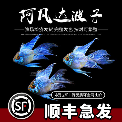 蓝波子宝蓝球荷兰凤凰球阿凡达鱼