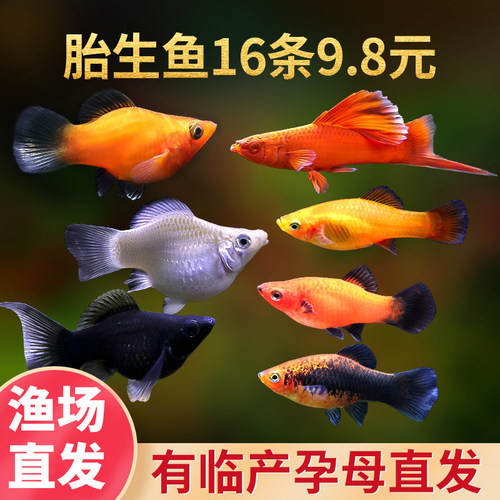 活体观赏红箭鱼高鳍皮球玛丽鱼
