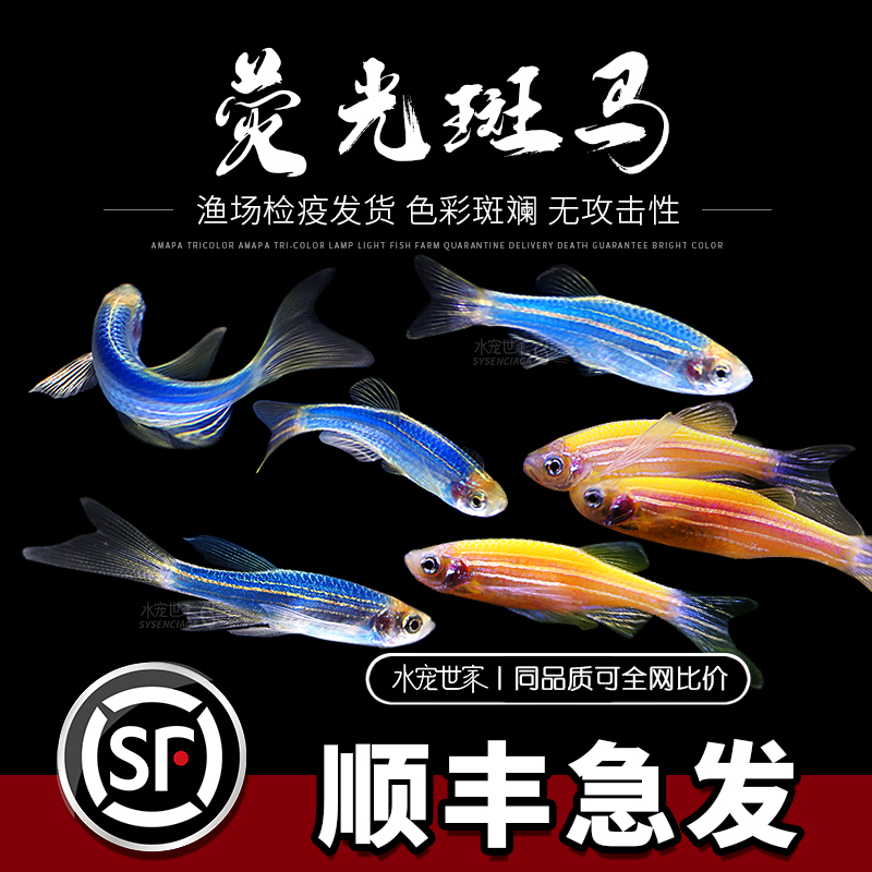 荧光斑马鱼夜明珠鳉鱼活体斑马鱼