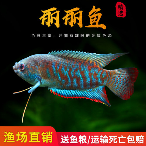 黄曼龙鱼蓝曼龙五彩丽丽鱼黄金马甲球珍珠马甲鱼热带鱼观赏活体鱼 - 封面