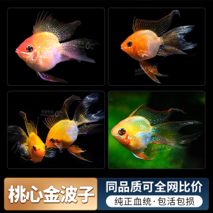 桃心金波子阿凡达凤凰鱼皮卡丘宝篮球热带观赏鱼活体小型鱼淡水鱼