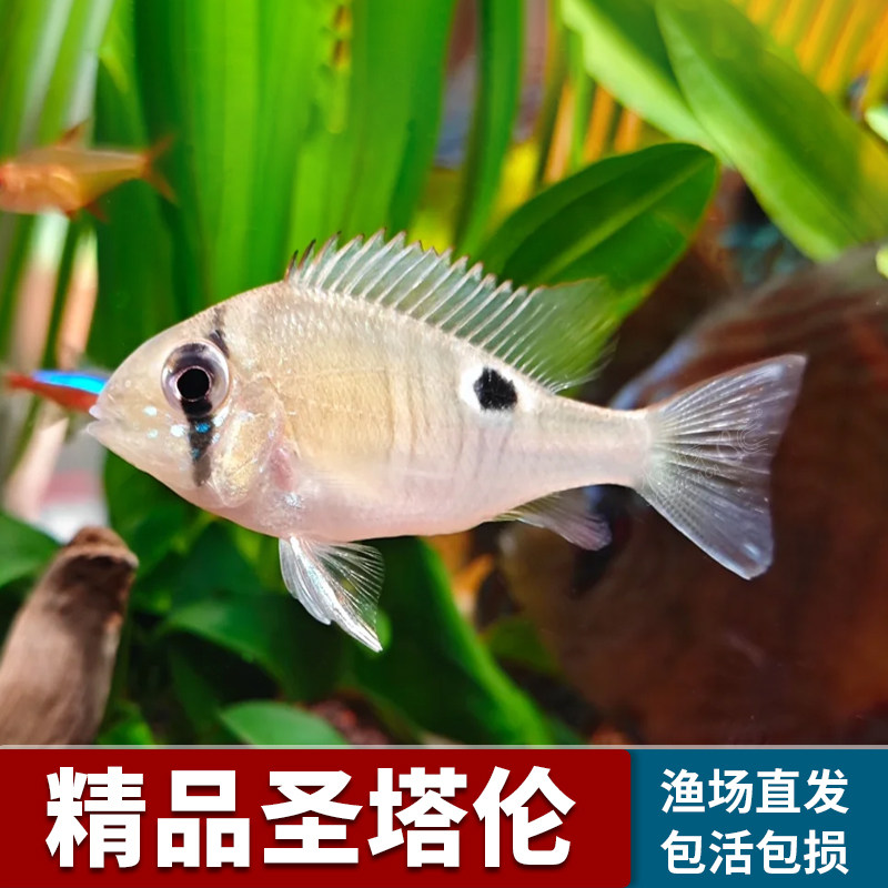 红头丽圣塔伦月亮鱼活体三点宝石藩王牛头和尚食土鲷鱼申古宝石鱼