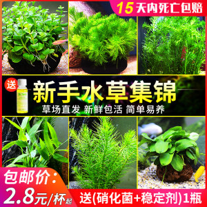 绿宫廷水草价格 绿宫廷水草图片 星期三 绿宫廷水草价格 绿宫廷水草图片 星期三