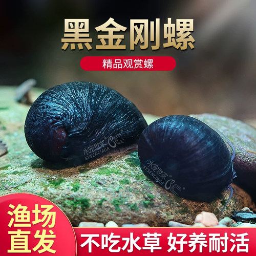 黑金刚螺淡水观赏螺不吃水草