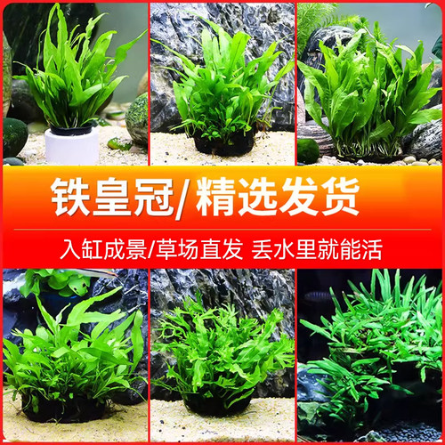丹麦细叶铁皇冠水草沉木懒人活体