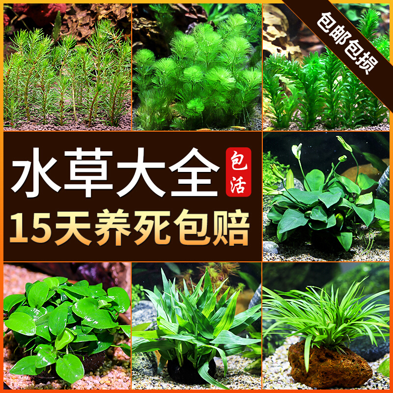 鱼缸水草植物真草造景套餐蜈蚣草阴性增氧懒人水榕沉木净水增氧