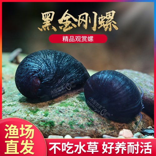 黑金刚螺淡水观赏螺不吃水草