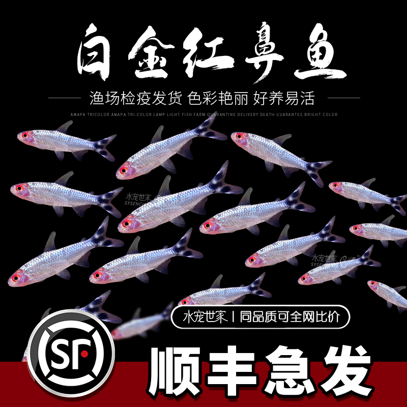 红鼻剪刀活体灯科鱼淡水观赏鱼