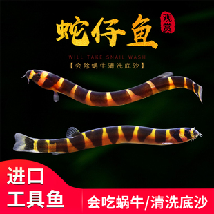 蛇仔鱼蛇崽鱼苦力泥鳅观赏鱼热带鱼除蛋白虫涡虫清洁工具鱼活体