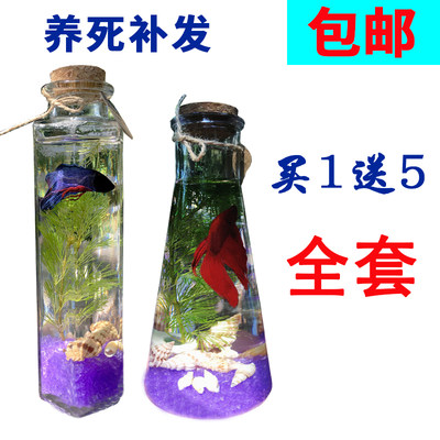 包邮不换水生态鱼瓶水族宠物斗鱼活体diy办公桌水草微景观玻璃缸 虎窝淘