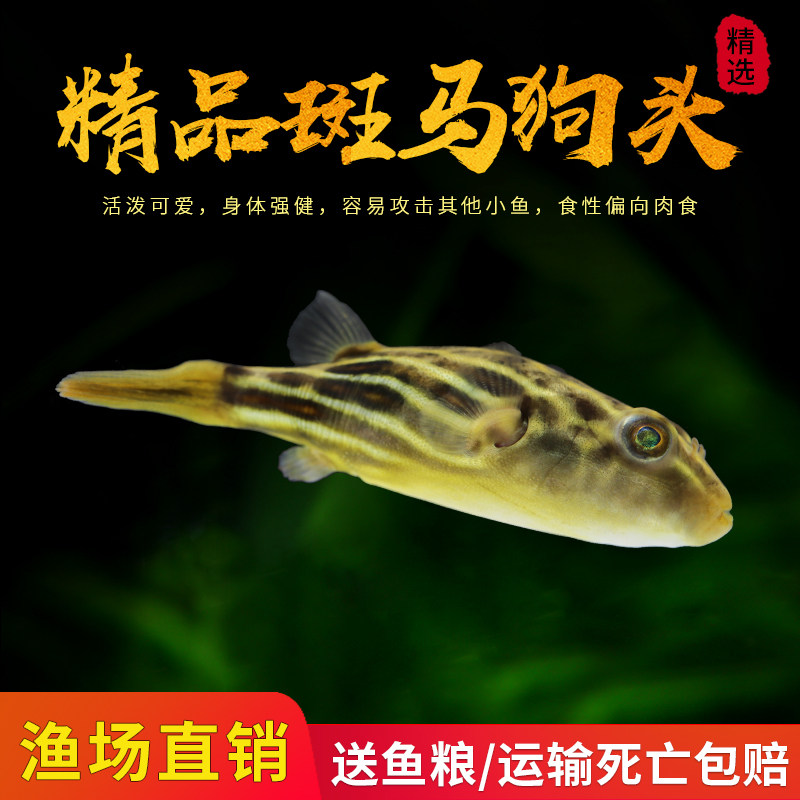 斑马狗头淡水河豚热带观赏鱼潜水艇活体鱼麒麟狗头宠物鱼