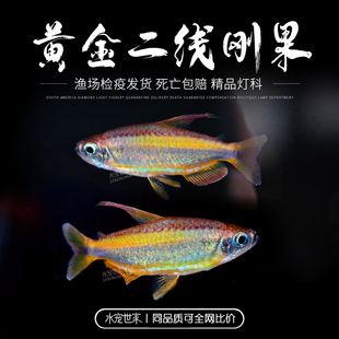 野采黄金二线刚果美人鱼进口南美州热带鱼淡水小型观赏鱼群游灯鱼