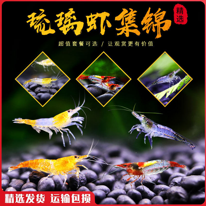 冷水观赏虾琉璃虾淡水活体工具虾除藻清洁虾红琉璃黑琉璃金刚虾