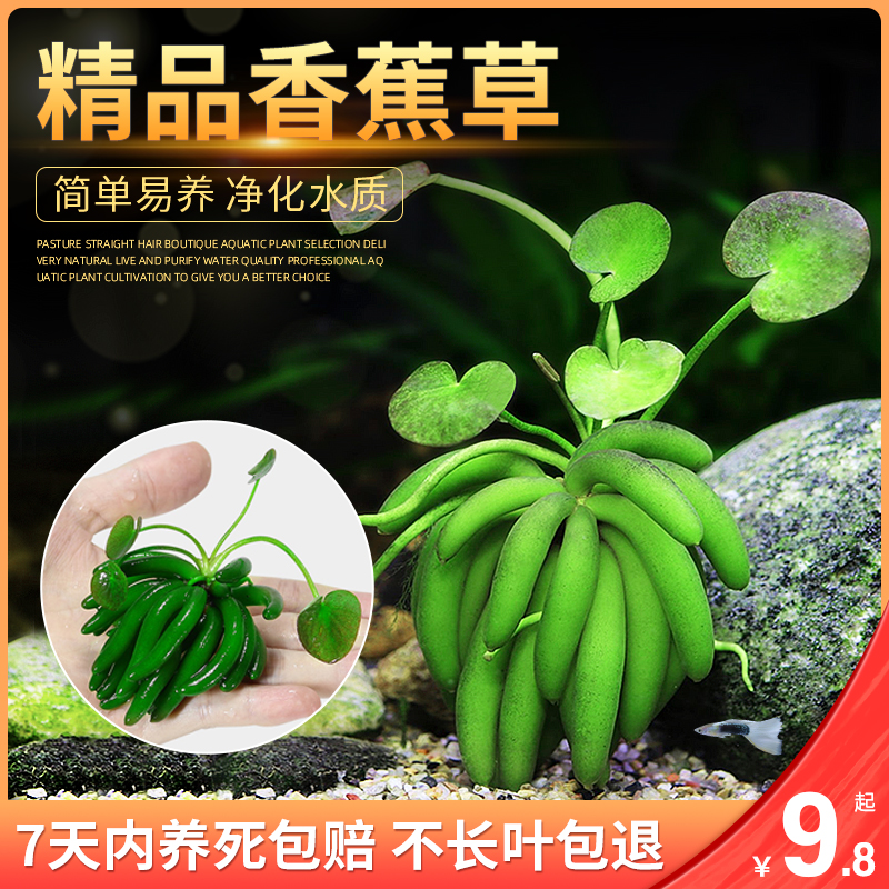 进口结蕉香蕉草水草活体水中叶懒人鱼缸造前景无需种植新手易养活