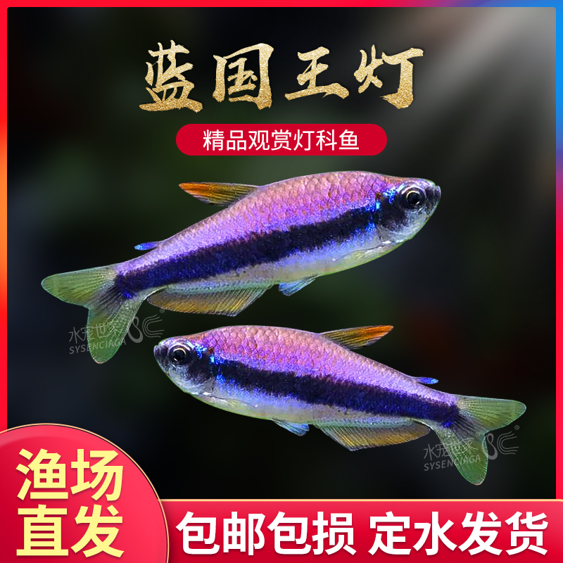 蓝帝王灯南美热带观赏鱼蓝国王灯皇后灯蓝帝提灯群游好养红绿灯鱼