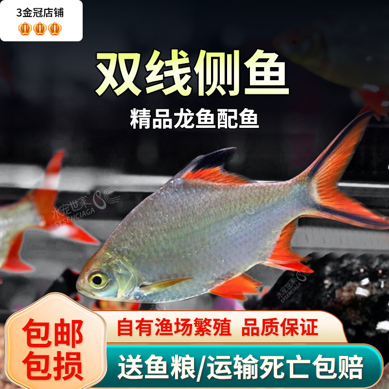 双线侧鱼热带观赏鱼金凤银凤鱼活体泰国鲫中大型层包邮红银龙配鱼
