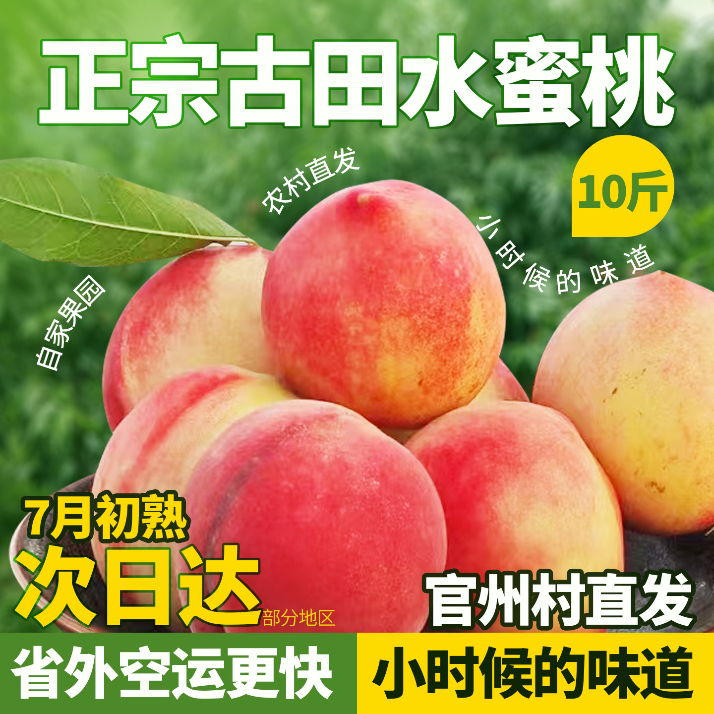 古田白凤桃水蜜桃甜脆桃应季现摘现发水果10斤大果官洲村产地直发