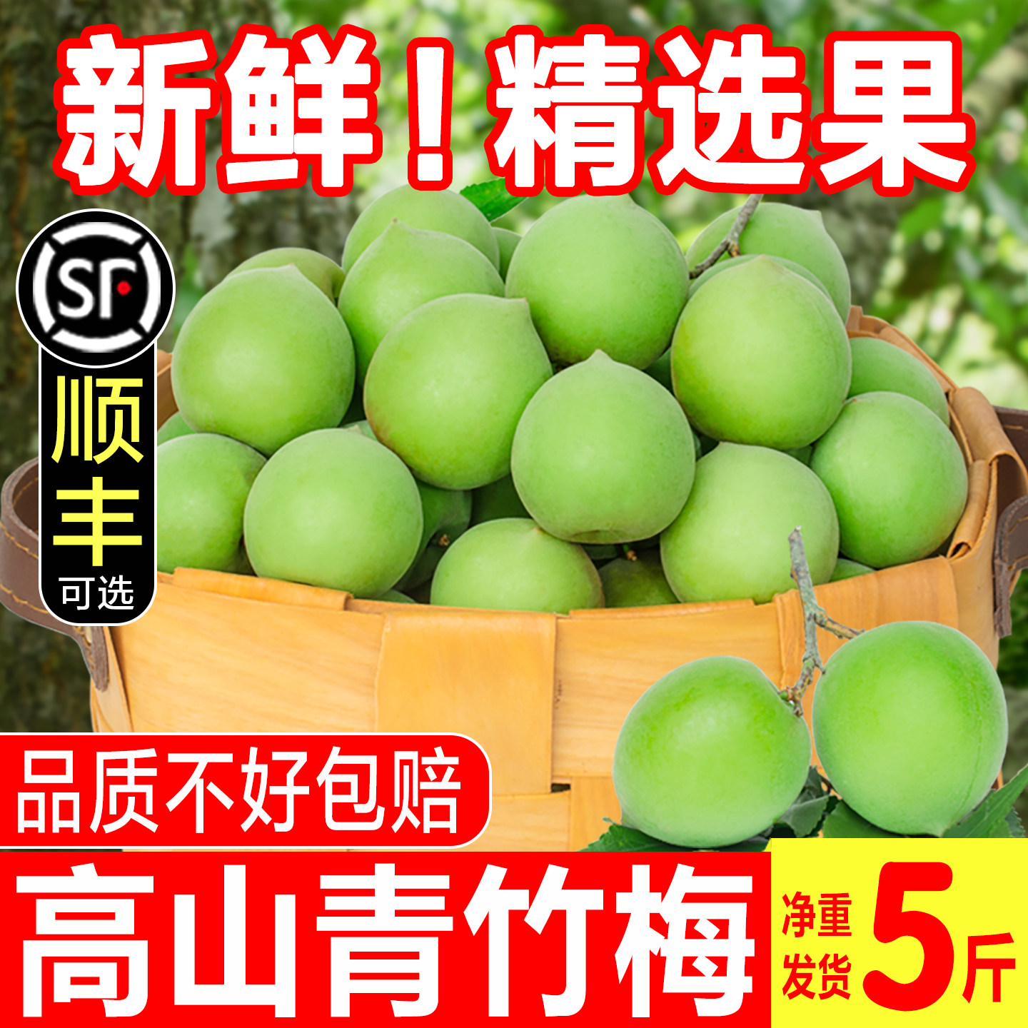 2026诏安青梅鲜果现摘青梅泡酒专用酸脆梅酵素野生鲜梅子水果当季