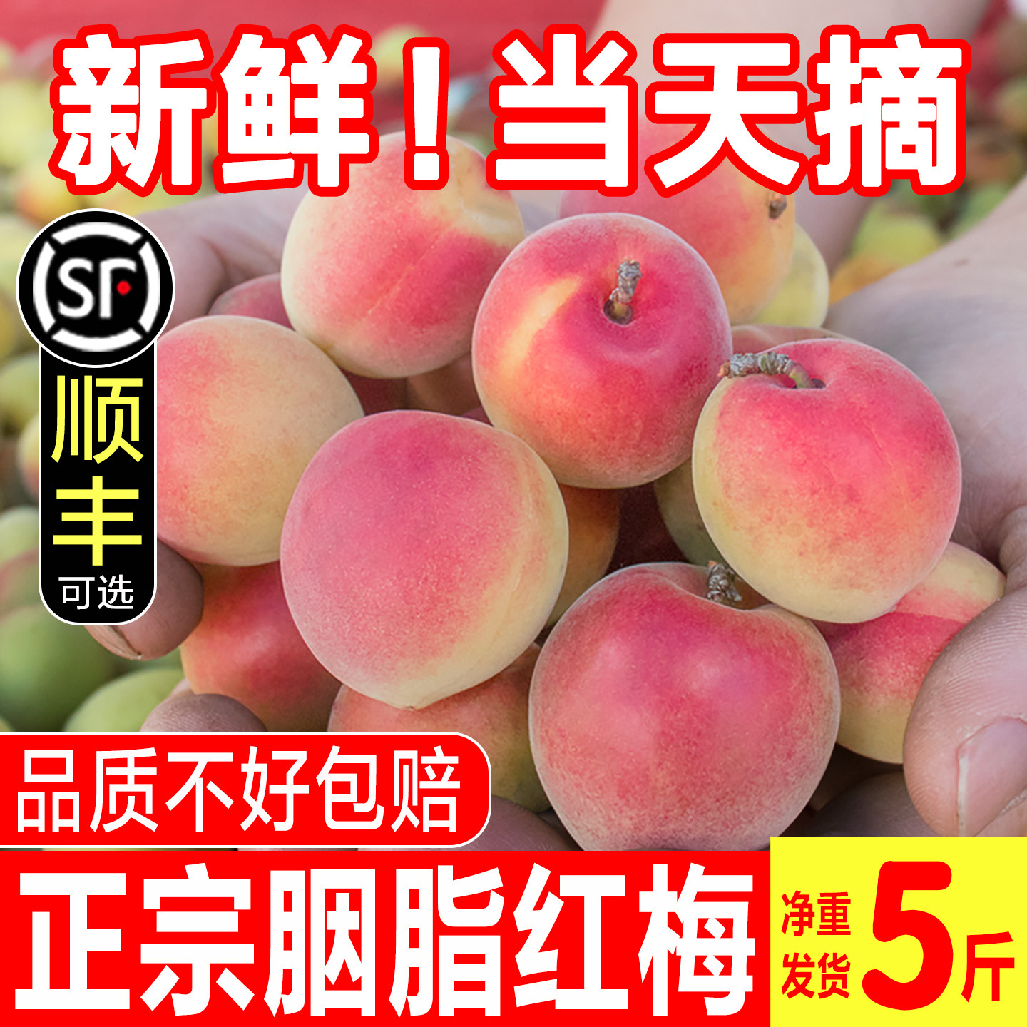 新鲜胭脂梅青梅鲜果现摘诏安胭脂红梅泡酒鲜梅子胭脂梅酵素酸水果