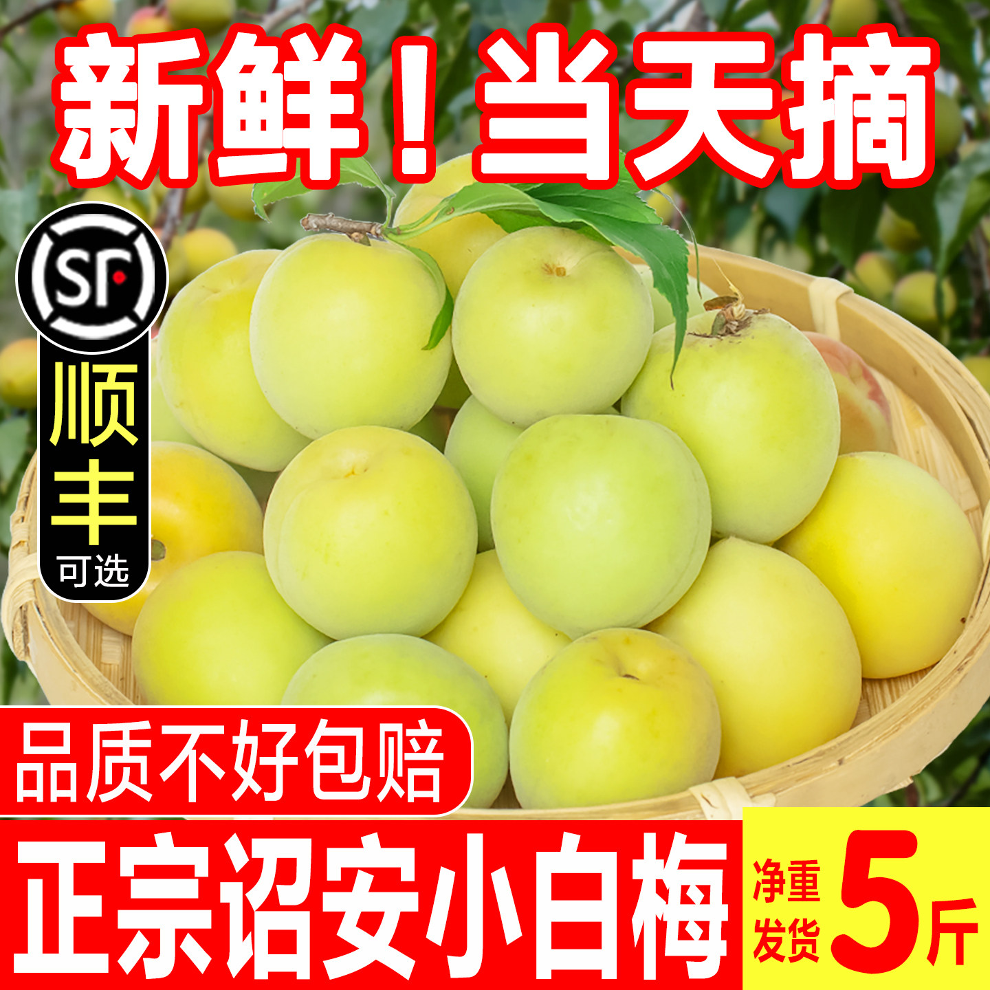 小白梅诏安青梅鲜果高山野生现摘白粉梅泡酒露汁新鲜生酸脆梅子