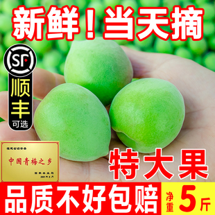 【特大果】青梅鲜果诏安青梅果新鲜现摘青梅泡酒水果鲜梅子5斤装