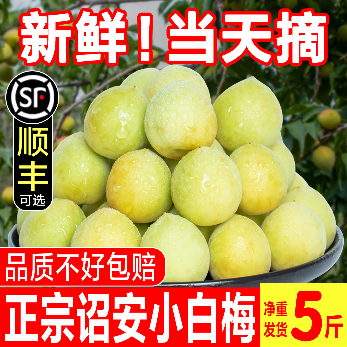 野生小白梅青梅鲜果诏安小白梅泡酒野生梅子白粉梅酸梅水果5斤装