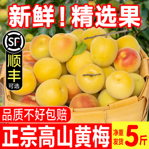 高山黄梅青梅鲜果诏安黄梅现摘生黄梅泡酒酵素完熟黄梅水果5斤装