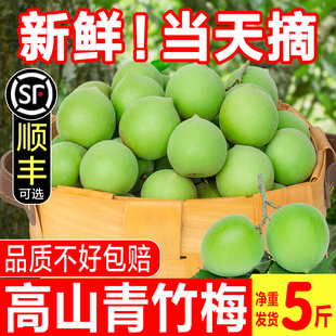 2026诏安青梅鲜果现摘青梅泡酒专用酸脆梅酵素野生鲜梅子水果当季